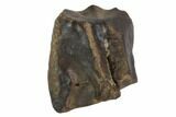 Triceratops Shed Tooth - Montana #98331-1